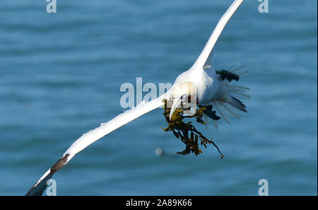 Nido costruzione Gannet Foto Stock