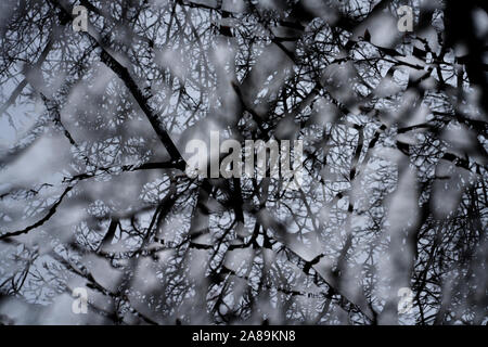 Strutture delle filiali Foto Stock