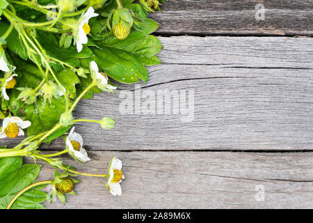 Fragola foglie e fiori su un tavolo di legno. Il giardinaggio, coltivazione di bacche Foto Stock