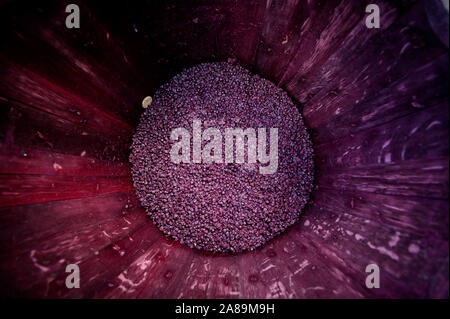 Movimento lento del Giallo bottiglia spray a gocce su sfondo nero Foto Stock