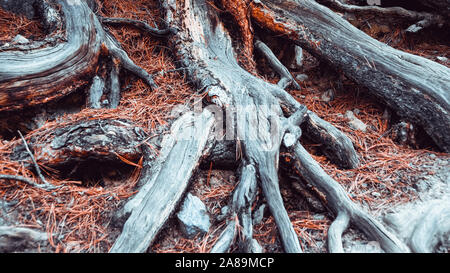 Radici di albero sul sentiero sterrato. Escursioni nella foresta di conifere in estate. Turismo e Viaggi Foto Stock