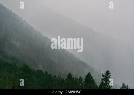 Nebbia morbido sulla collina. Opacità sulla montagna nella foresta di conifere dopo la pioggia Foto Stock