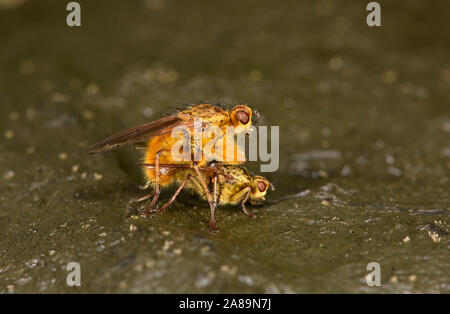 Sterco giallo Fly (Scathophagidae stercoraria) coppia coniugata su cowpat, isole Shetland, Regno Unito, Luglio Foto Stock