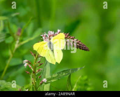 Brimstone butterfly (Gonepteryx rhamni) su Black Berry fiore. La valle del fiume Pshish, il principale crinale caucasico Foto Stock