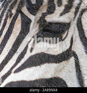 Acquerello immagine: Close-up del volto di una zebra, nome scientifico Equus zebra, con l'occhio dell'animale, la fauna selvatica Foto Stock