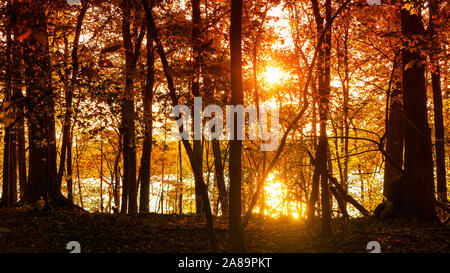 Un viaggio panoramico in autunno vista della luce del sole che splende attraverso gli alberi su un lago. Foto Stock