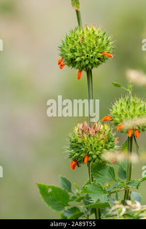 Leonotis leonurus, a.k.a. Lion l orecchio Foto Stock