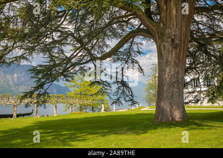 BELAGGIO, Italia - 10 Maggio 2015: Il bich cedar nei giardini di Villa Melzi sul litorale del lago di Como. Foto Stock