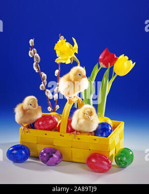 Junge Hühner, Küken, drei, Studioaufnahme, Symbolfoto, Ostern, Osterkorb, Dekoration Foto Stock