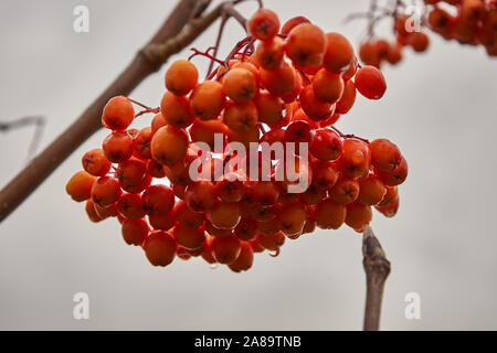 Messa a fuoco selettiva su rowan mazzetto con gocce di pioggia. Close up Foto Stock