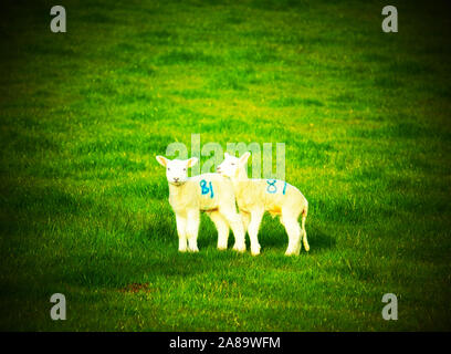 Sheep in field Foto Stock