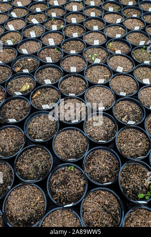 Pentole piene di compost piantati con Nutans ornithogalum e Gladiolus Bisanzio in un giardino centro per l'infanzia. Foto Stock