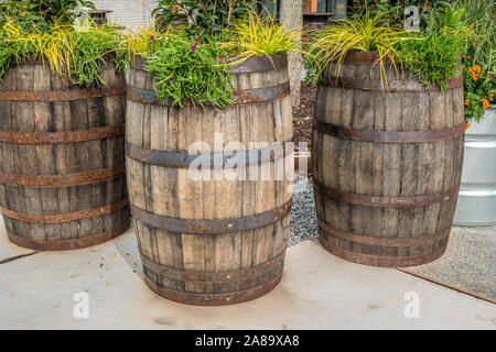 Un raggruppamento di antiche botti di rovere come piantatrici closeup con una varietà di fiori e piante all'aperto su un patio in una giornata di sole in autunno Foto Stock