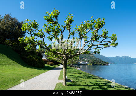 Un paesaggio fantastico vista del giardino a Bellagio - Lago di Como in Italia Foto Stock