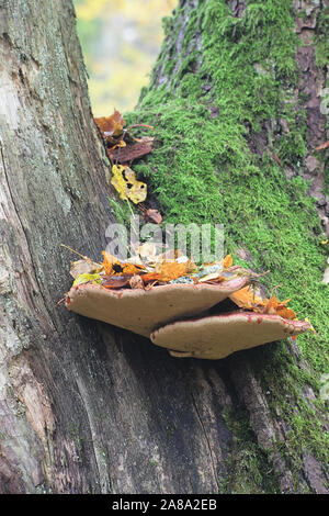 Fistulina hepatica, noto come bistecca di manzo fungo, bistecca di manzo polypore, ox linguettone o linguettone fungo cresce su oak in Finlandia Foto Stock