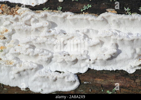 Antrodia serialis, noto come crosta serrata, un fungo polypore dalla Finlandia Foto Stock