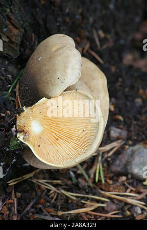 Tapinella panuoides, noto come Oyster rollrim di funghi selvatici dalla Finlandia Foto Stock