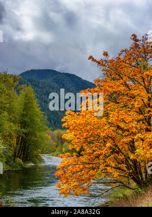 I colori autunnali lungo la forcella centrale della Willamette River vicino Oakridge, Oregon Foto Stock