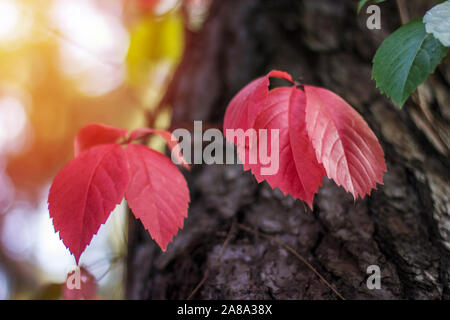 Autunno foglie rosse su sfondo di cortecce di legno. Foresta di autunno Foto Stock