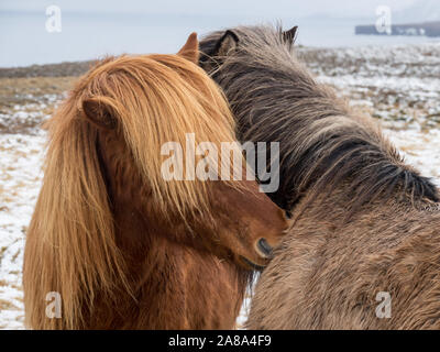 Due bellissimi cavalli islandesi con lunga criniera nuzzle ogni altro su un paddock innevati in inverno in Islanda Foto Stock