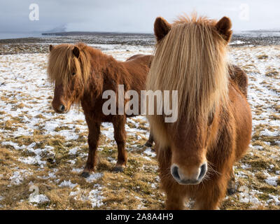 Due belle rosso-marrone cavalli islandesi con lunga criniera bionda posare per un ritratto sul wintery e coperti di neve campi del Nord Islanda. Foto Stock