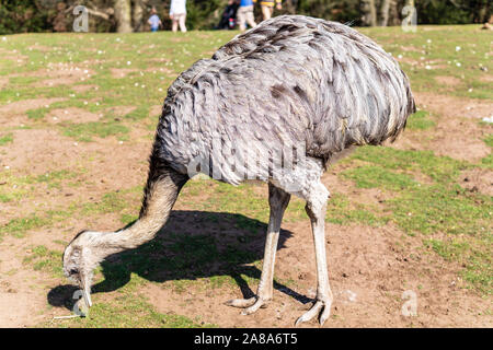 Maggiore Rhea,Rhea americana at Woburn Safari Park Foto Stock