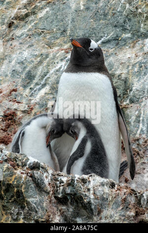 Pinguino Gentoo madre con due pulcini su un affioramento roccioso in Antartide. Foto Stock