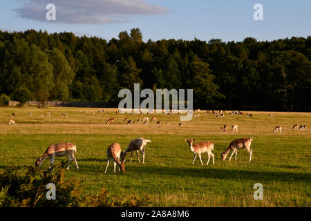 Cervi in Glenfield Lodge Park, Leicester, Leicestershire, England, Regno Unito Foto Stock