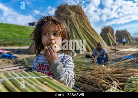 Tessitura reed e rendere la tettoia Foto Stock