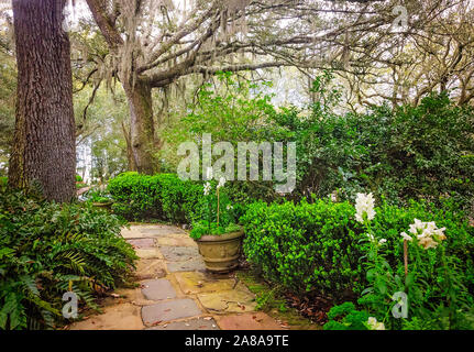 Giacinti bianco (Hyacinthus orientalis) linea un camminamento lastricato, Feb 24, 2018 presso i Bellingrath Gardens in Theodore, Alabama. Foto Stock