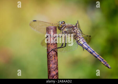 Big green dragonfly seduto su un bastone Foto Stock