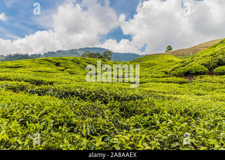 Le piantagioni di tè in Cameron Highlands in Malesia Foto Stock