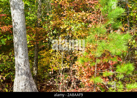 Colori autunnali intorno Tega Cay e Fort Mill SC Foto Stock