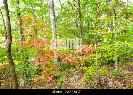 Colori autunnali intorno Tega Cay e Fort Mill SC Foto Stock