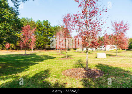 Colori autunnali intorno Tega Cay e Fort Mill SC Foto Stock