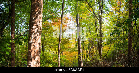 Colori autunnali intorno Tega Cay e Fort Mill SC Foto Stock