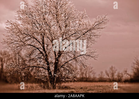 Un albero fiorisce in primavera in Northport, Alabama. Foto Stock