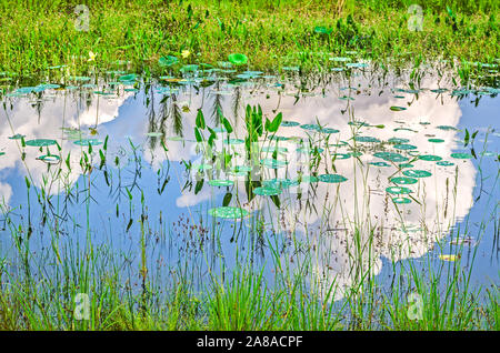 Le nubi sono riflesse in acqua in zone umide al tramonto Landing, luglio 21, 2013, in Tallahassee, Florida. Foto Stock