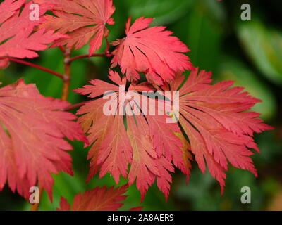 Foglie rosse di acer japonicum aconitifolium nella stagione autunnale Foto Stock