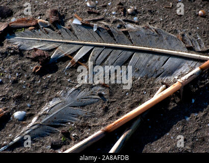 Le penne degli uccelli si trovano sulla spiaggia nel mezzo di altri detriti Marzo 6, 2011 in Grand Isle, Louisiana. L'isola fu pesantemente influenzato dalla BP fuoriuscite di olio. Foto Stock