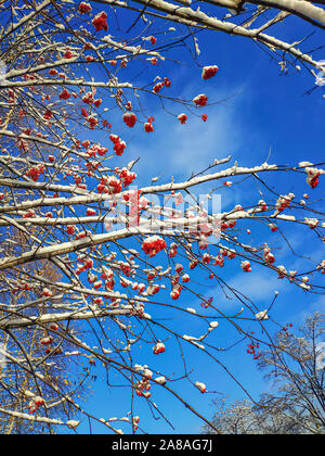 Rowan berry rami di alberi con colorate di rosso brillante grappoli di bacche coperti da una fresca bianco della neve. Blue sky con singola nuvola bianca a backgroun Foto Stock