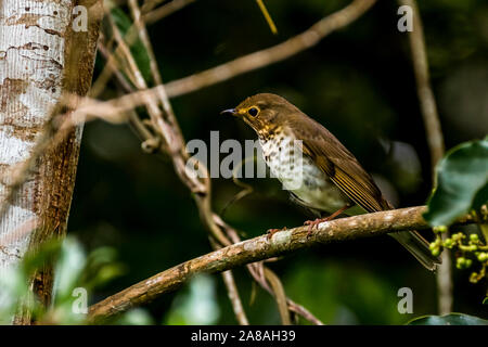 Swainson il tordo, anche chiamato oliva-backed tordo Foto Stock