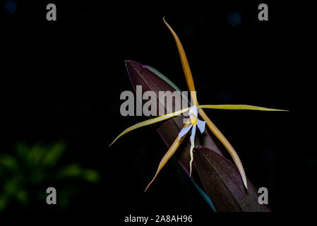 Epidendrum nocturnum, notte orchidea profumata con sfondo scuro immagine presa in Panama Foto Stock
