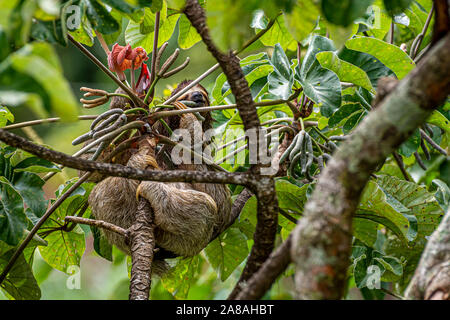 Brown throated tre dita bradipo alimentazione su un peltata Cecropia tree immagine presa in Panamas foresta di pioggia Foto Stock