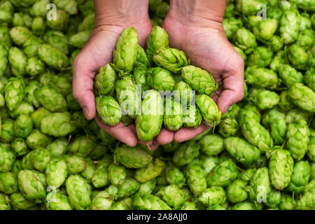 Il verde il luppolo per la birra. Uomo con luppolo fresco nelle sue mani. La birra artigianale ingredienti ad una birreria. Foto Stock