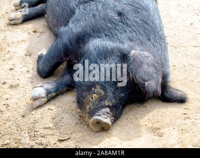 Nero a pelo guinea hog giacente nella sporcizia Foto Stock