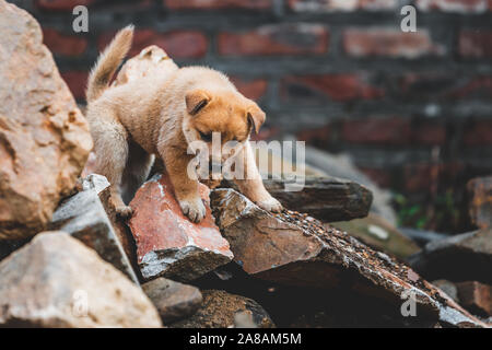 Un simpatico lone abbandonato cucciolo arrampicate sulle macerie dopo una casa crollò in Vietnam Foto Stock