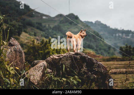 Un lone cane randagio trovato nelle montagne intorno a Sapa in Vietnam del Nord, Asia. Foto Stock