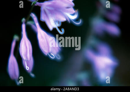 Extreme close-up di delicati fiori di colore rosa Foto Stock