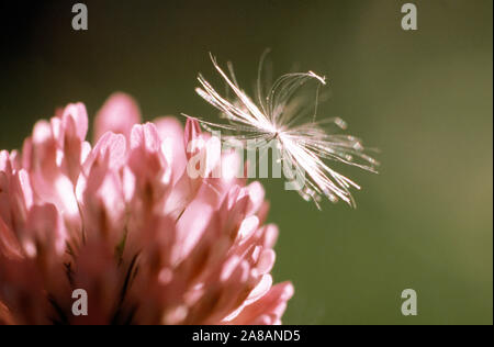 Extreme close-up di fiori rosa e sementi Foto Stock
